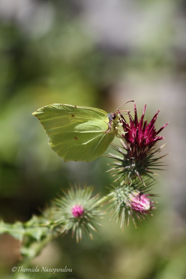 Gonopteryx rhamni?